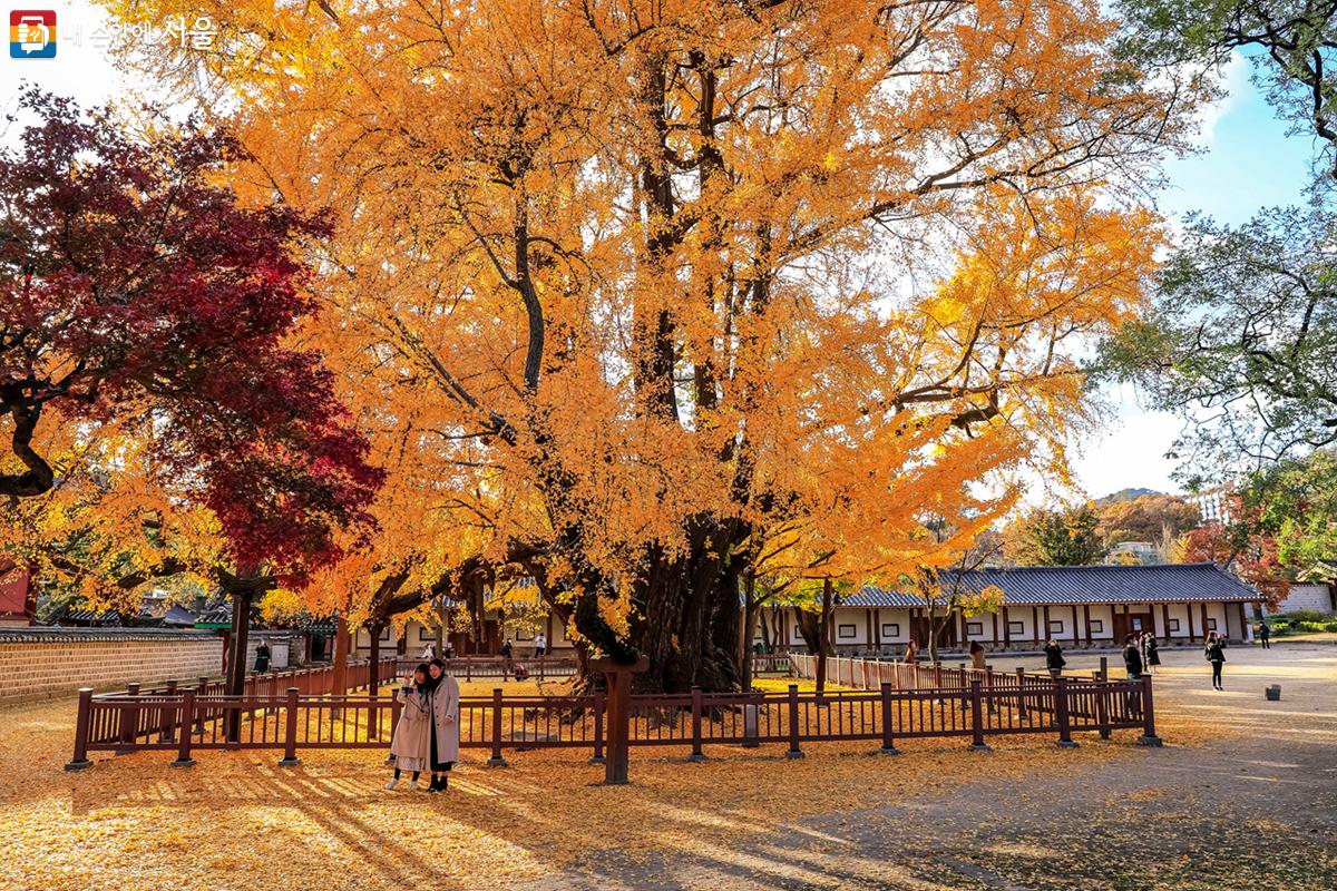 '서울문묘은행나무' 배경으로 사진을 찍는 시민들의 모습 ⓒ박우영