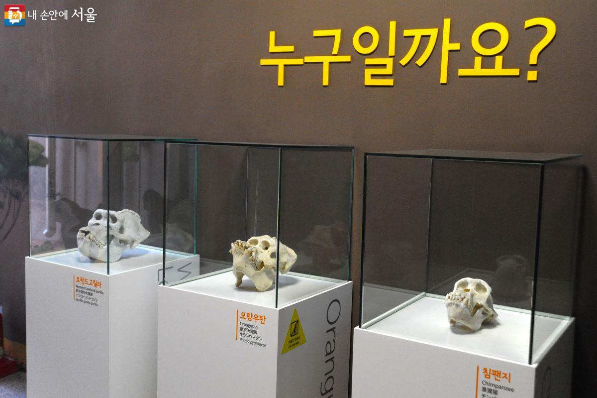 유인원관에는 각종 유인원들의 두개골이 비교 전시돼 있다. ©조수봉