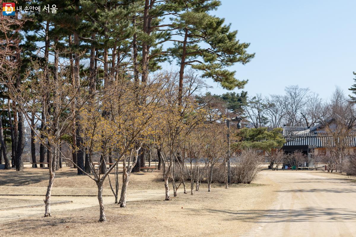 향원정으로 가는 길, 함화당 앞 정원에 막 피어나는 산수유를 볼 수 있다. ⓒ문청야