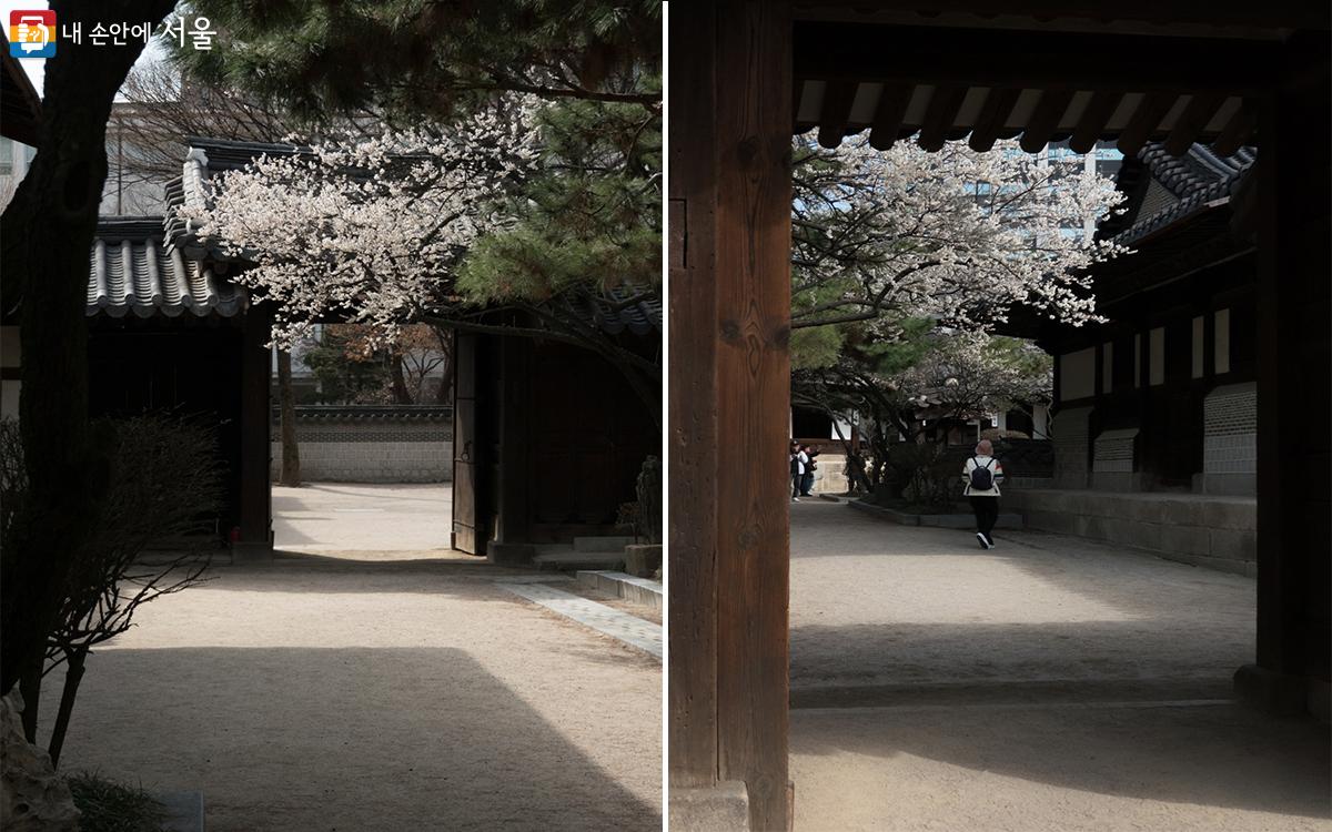 운현궁 안채로 사용되던 이로당과 노락당 두 건물 출입문 앞과 뒤에서 본 매화나무 ©김인수