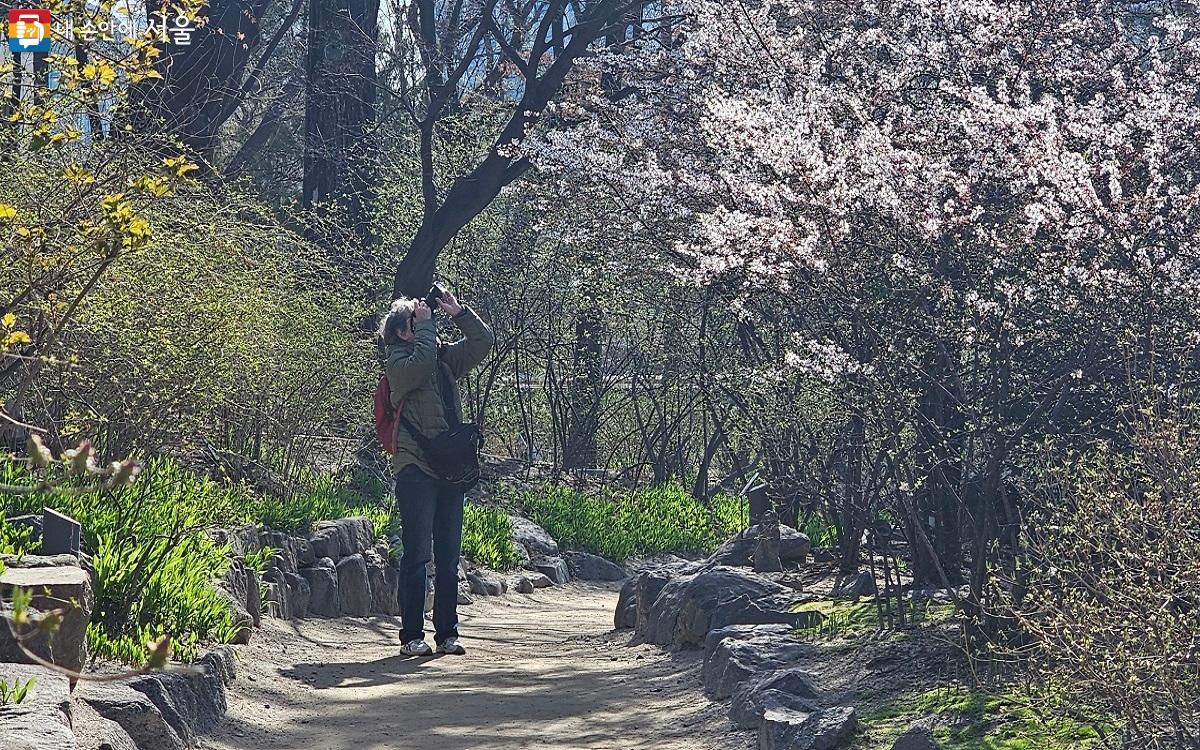 덕수궁 산책로에서 봄기운을 카메라에 담는 관광객 ©권연주