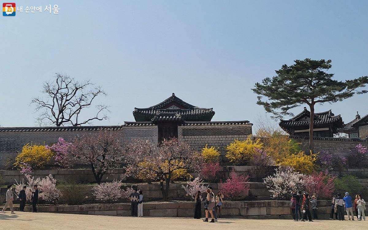 창경궁 함인정 옆은 봄꽃들로 물들어 가고 있다. ©권연주