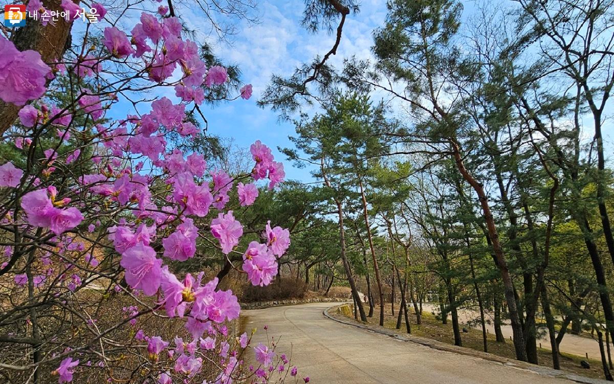 봄내음으로 가득한 고궁은 산책하기 딱 좋다. ©권연주