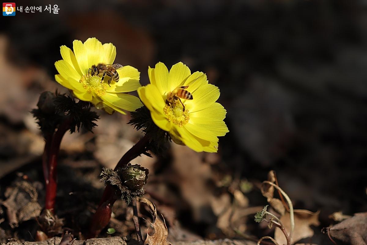봄을 알리는 노란 복수초 위에 꿀벌들이 앉아 꿀을 빨고 있다. ⓒ정향선