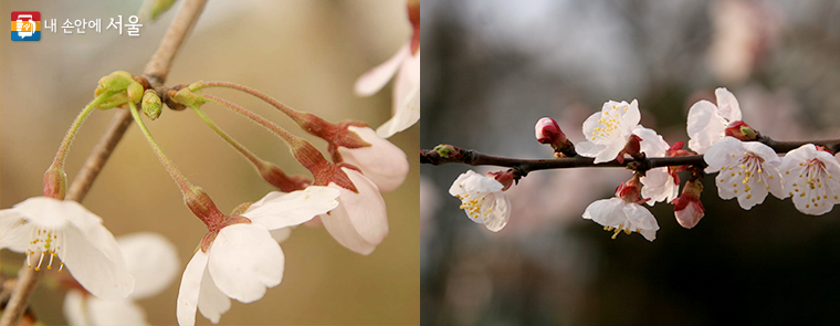 왼쪽 왕벚나무(꽃자루가 김), 오른쪽 살구나무(꽃받침이 젖혀짐)