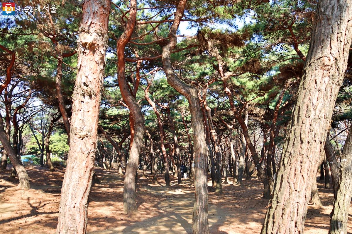 따스한 봄바람이 불어오는 3월, 서울의 공원들은 활기찬 생명의 숨결로 가득 찼다. ⓒ정향선