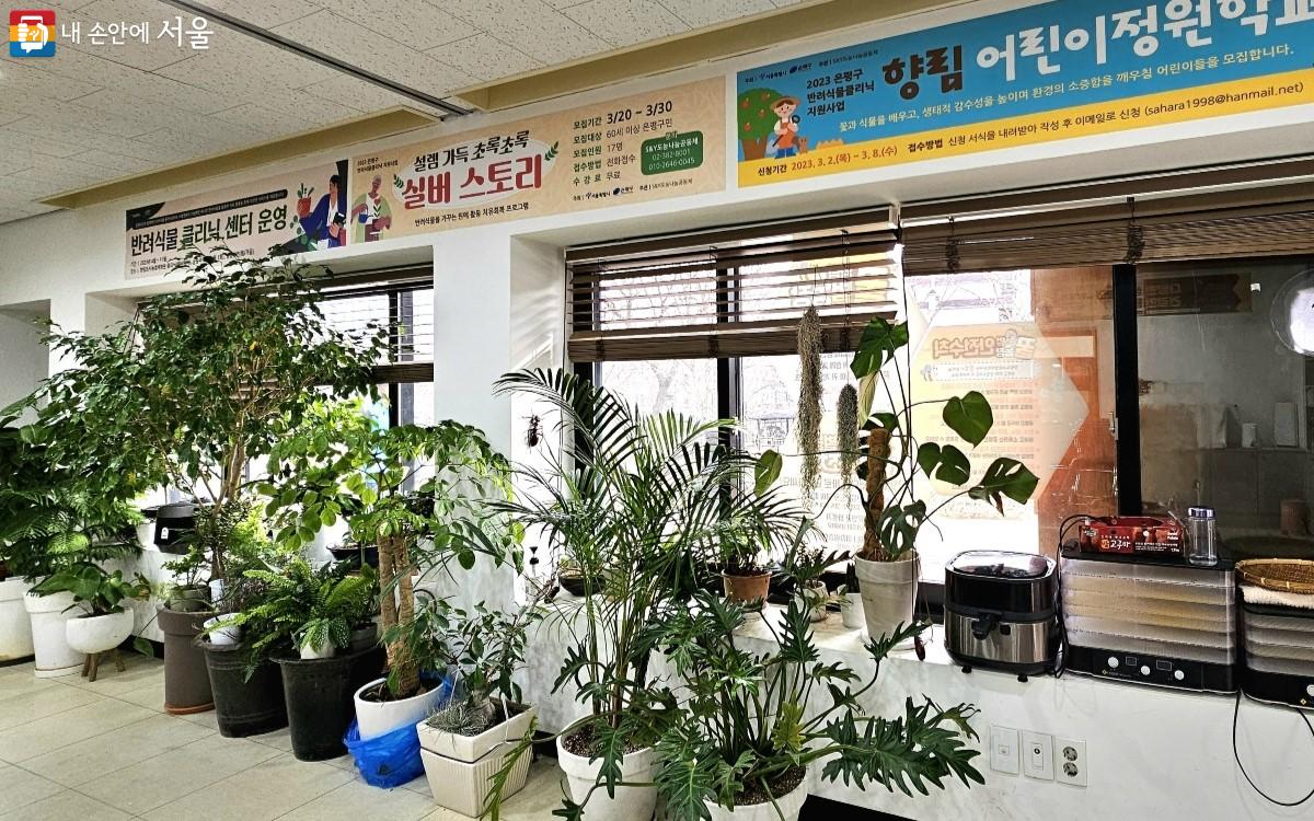 추위를 피해 겨울 동안 실내에 입원해 있는 반려식물들 ©최정윤