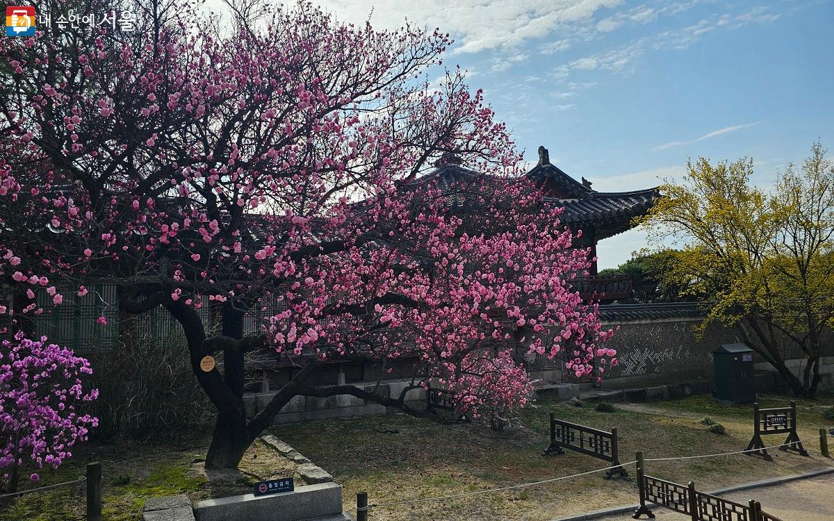 봄기운이 완연해지면 변함없이 '핫플'이 되는 창덕궁 홍매화다. ©권연주