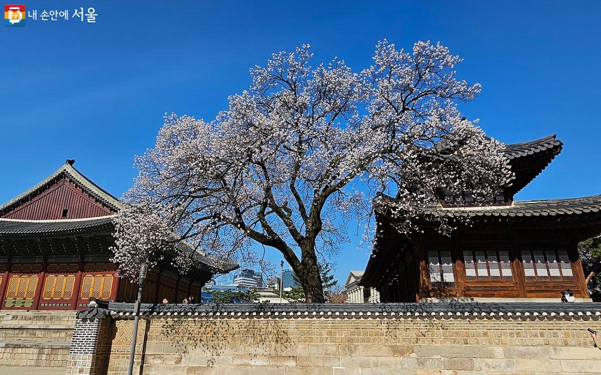 덕수궁 살구나무에 살구꽃눈이 내렸다. ©권연주