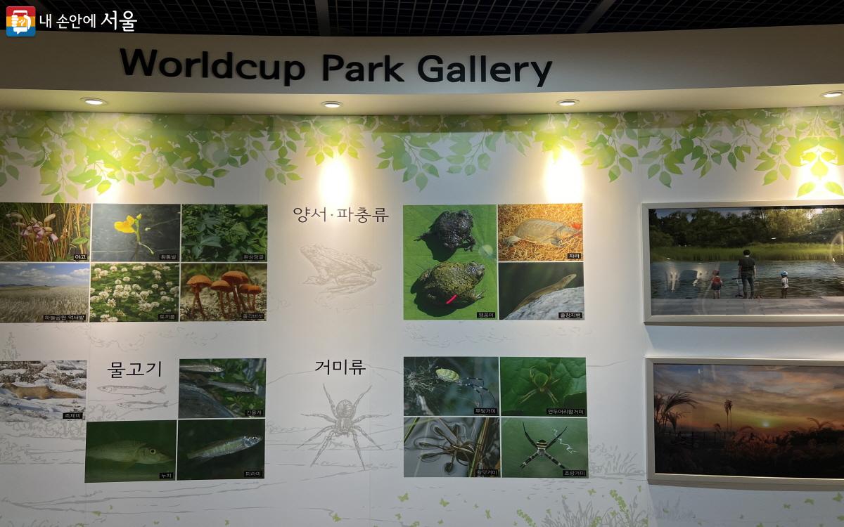월드컵공원에서 볼 수 있는 동식물들. 특히 맹꽁이는 생태 복원의 상징적 의미를 지닌다. ©박지영 