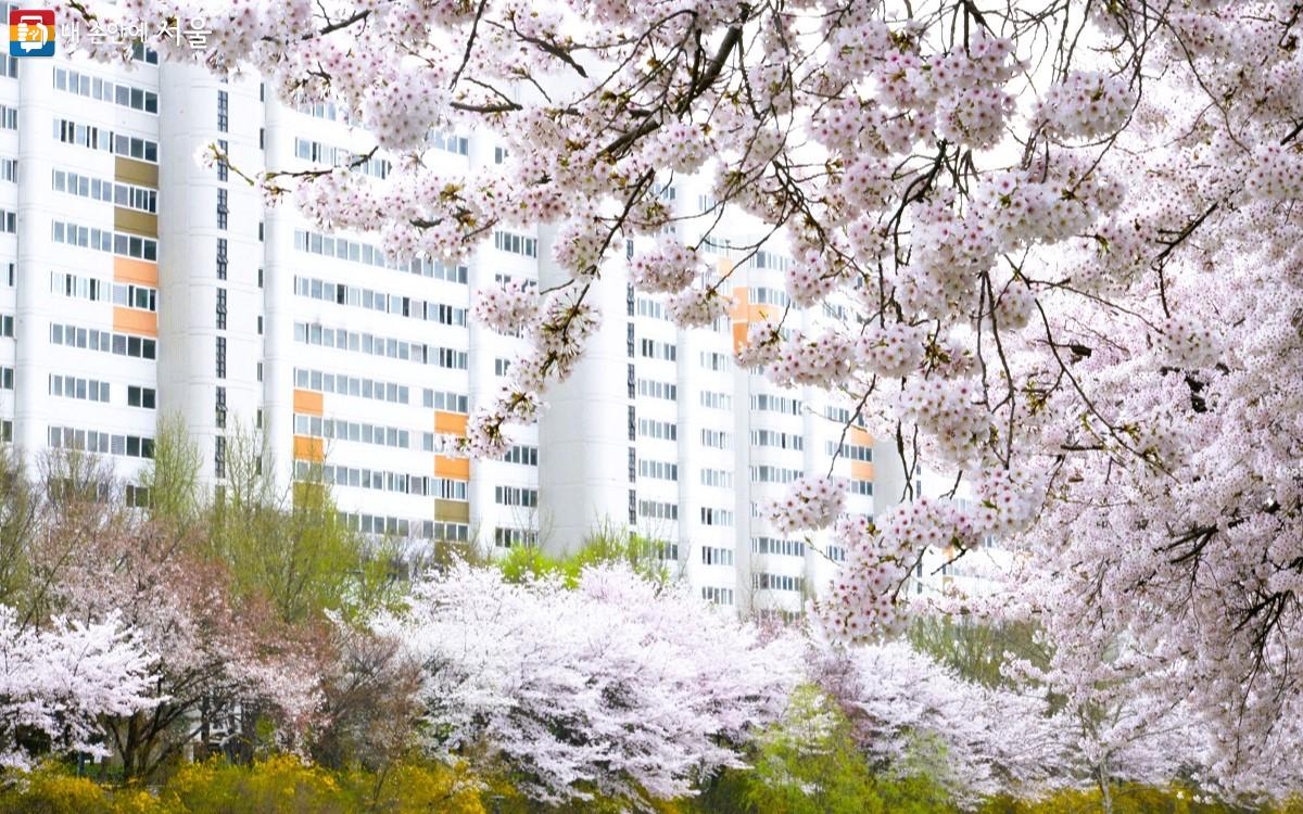 당현천 옆 동네 아파트들도 모두 하얀 벚꽃을 품었다. ©이봉덕