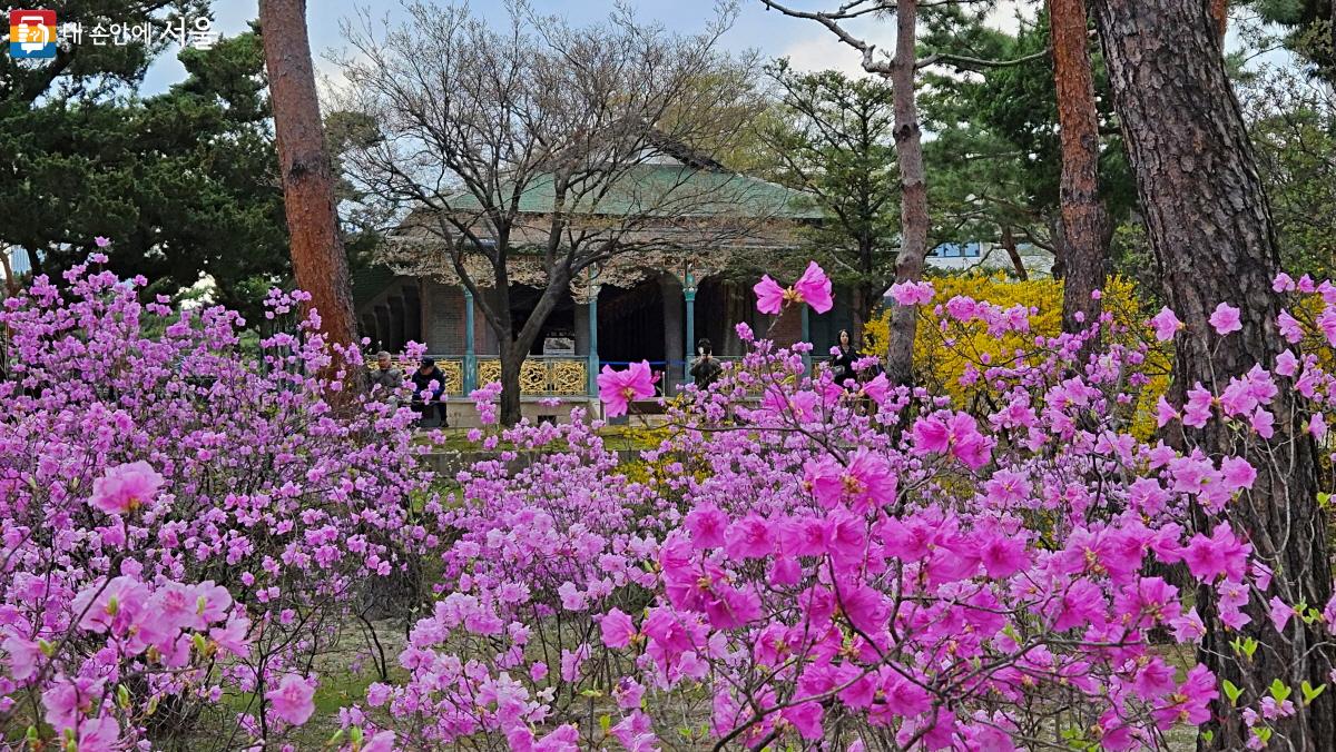 진달래 너머 보이는 정관헌이 더 아름답다. ⓒ이선미 