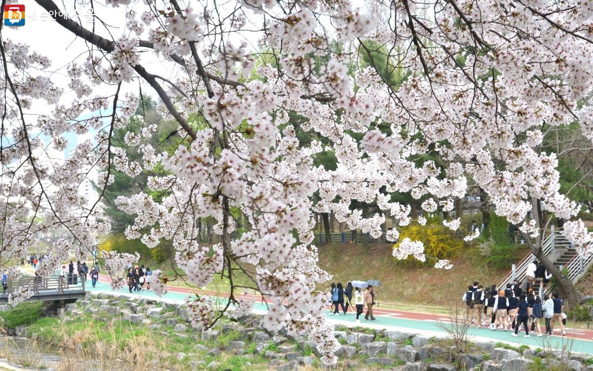 새하얀 벚꽃이 흐드러지게 피어 있는 당현천 풍경 ©이봉덕
