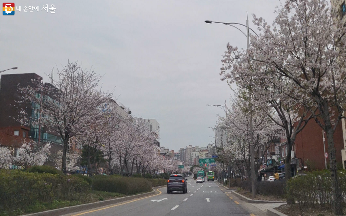 가로공원로에서 화곡터널까지 이어진 벚꽃길 ⓒ김주희