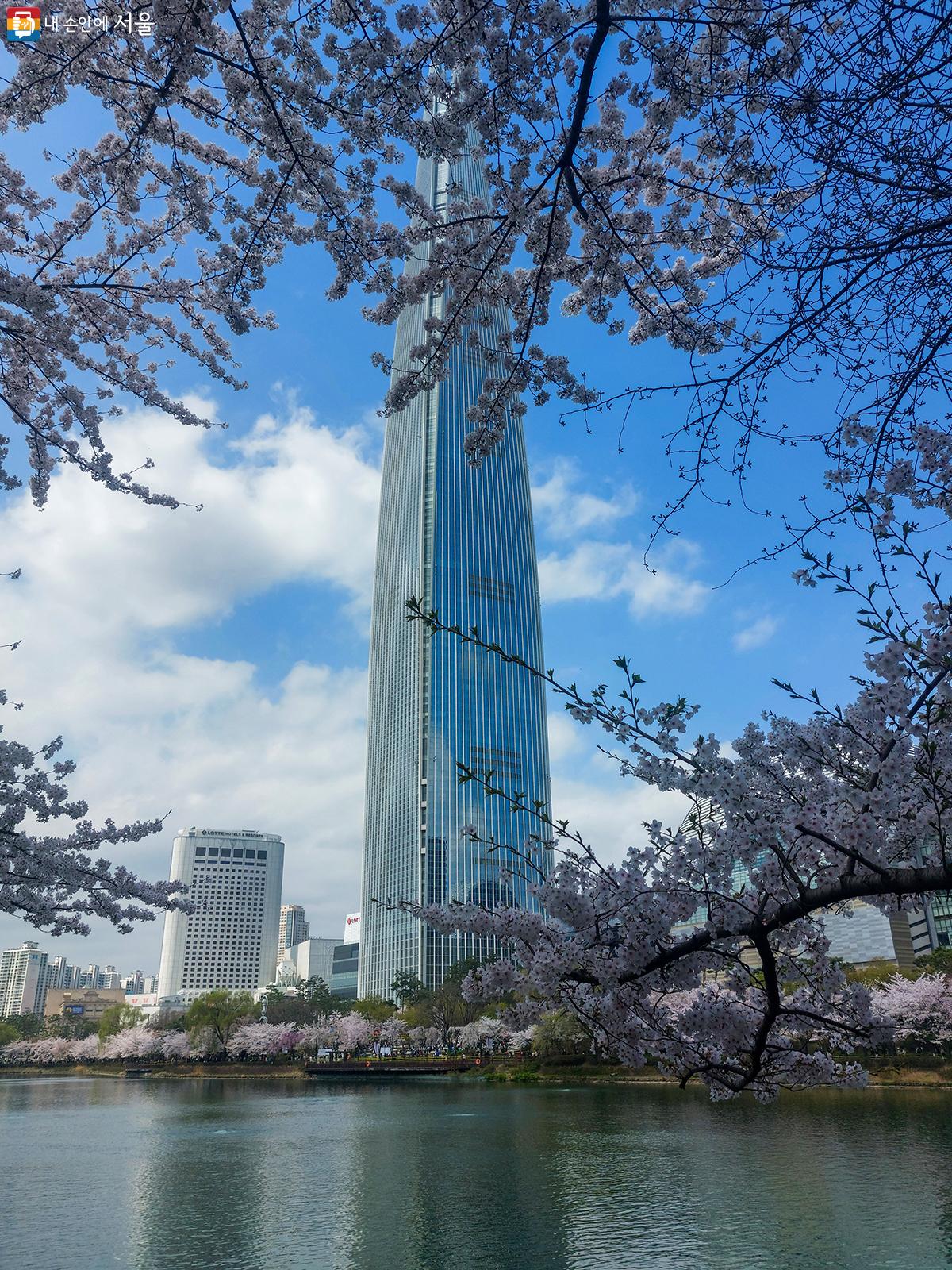 파란 하늘을 배경으로 벚꽃과 롯데월드타워가 아름답다. ⓒ유서경