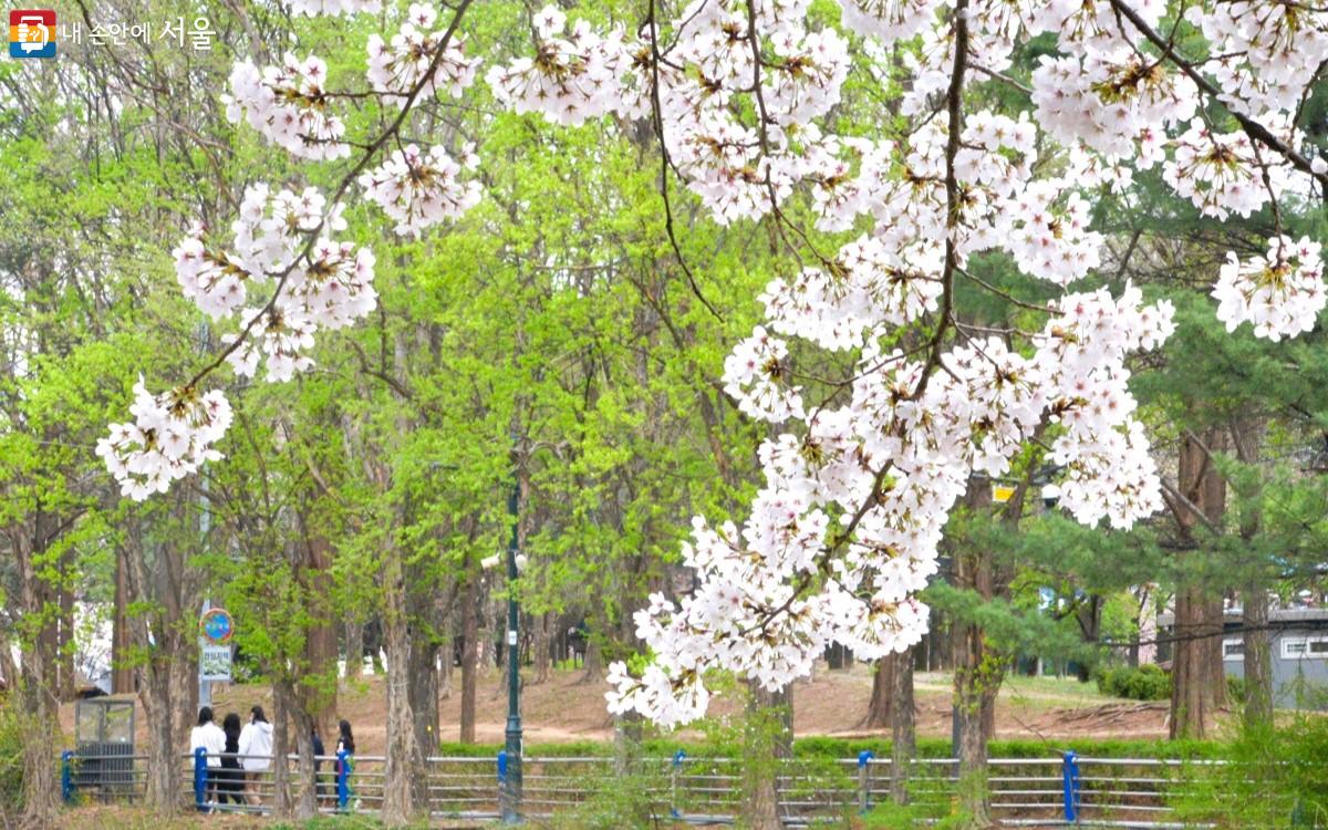 화사하게 피어난 벚꽃 사이로 초록초록 산책길을 걷고 있는 사람들은 그림 속 주인공이 되었다. ©이봉덕