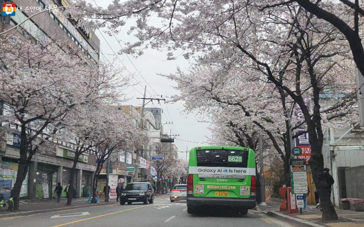 서울 버스를 타고 벚꽃길을 즐길 수 있는 곰달래로 ⓒ김주희