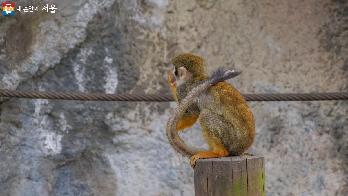 다람쥐원숭이는 모두에게 인기 최고다. ©박성환