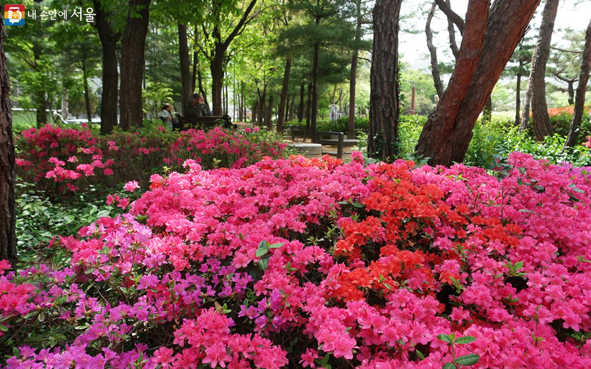 천호공원 곳곳에 ‘사랑의 기쁨’과 ‘줄기찬 번영’을 상징하는 철쭉 꽃밭이 펼쳐졌다. ⓒ문청야