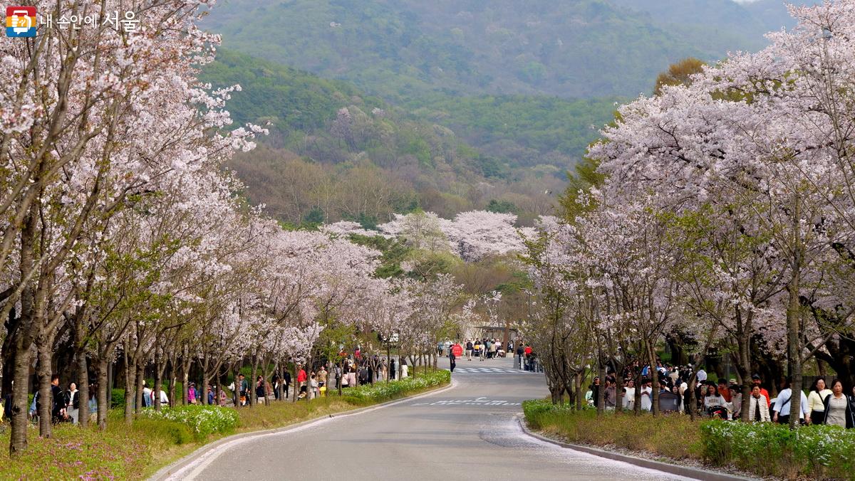 대공원은 봄꽃을 즐기려는 사람들로 북적인다. ©박성환