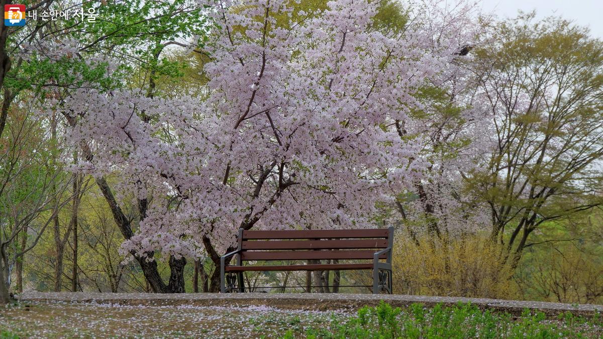 보는 것만으로도 힐링이 되는 벚꽃 배경의 의자 ©박성환