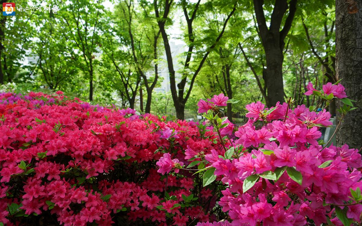 천호공원에서 다양한 철쭉을 보며 봄의 정취를 만끽하고 아름다운 꽃을 배경으로 사진을 찍을 수 있다. ©문청야