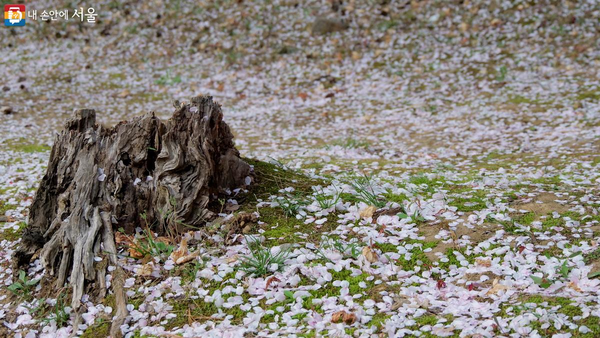 그루터기에도 땅에도 벚꽃이 피었다. ©박성환