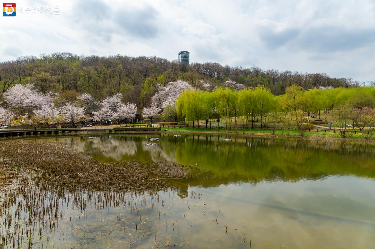 서울 봄꽃길로 지정된 북서울꿈의숲 벚꽃길 ⓒ이병문