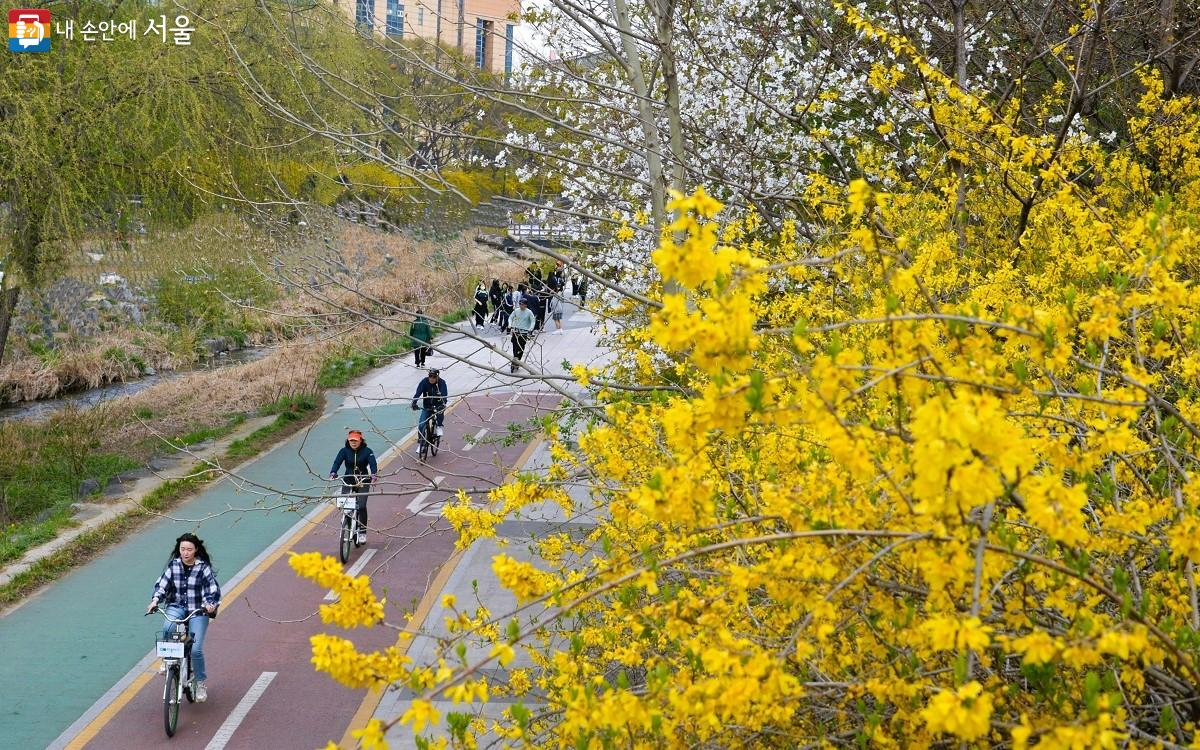 벚꽃과 개나리 옆에 조성된 자전거 도로를 활기차게 달리고 있는 사람들 ©이봉덕