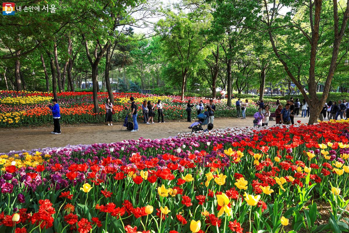 끝없이 펼쳐진 튤립을 배경으로 사진 찍는 시민들의 모습을 볼 수 있다. ©박우영