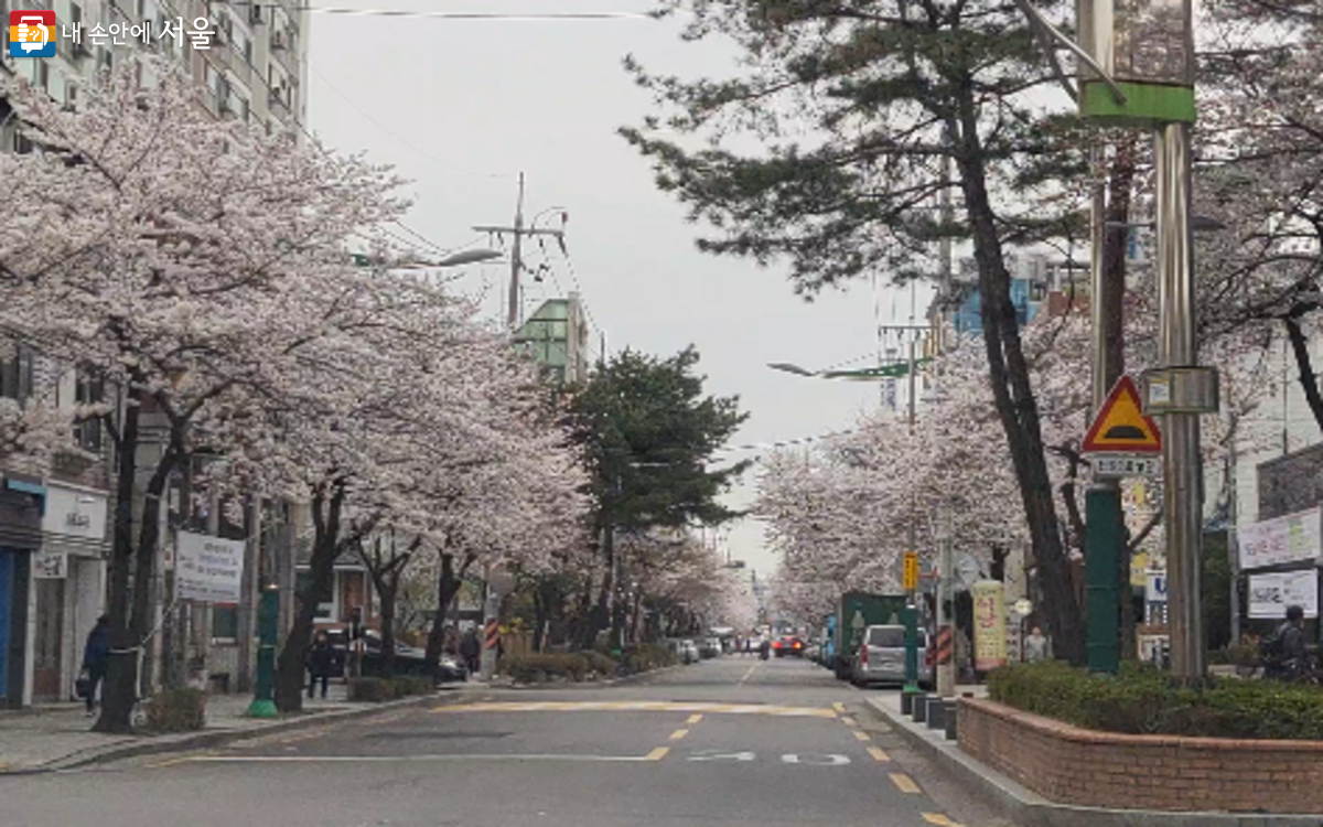 벚꽃나무가 만개한 방아다리 벚꽃길 ⓒ김주희