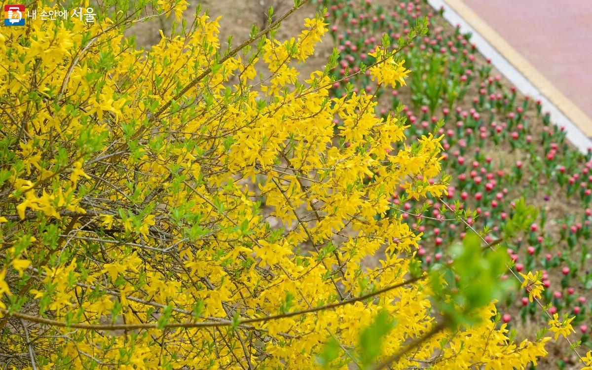 꽃밭에 피어난 노란 개나리와 방울방울 빨간 튤립의 조화가 아름답다. ©이봉덕  