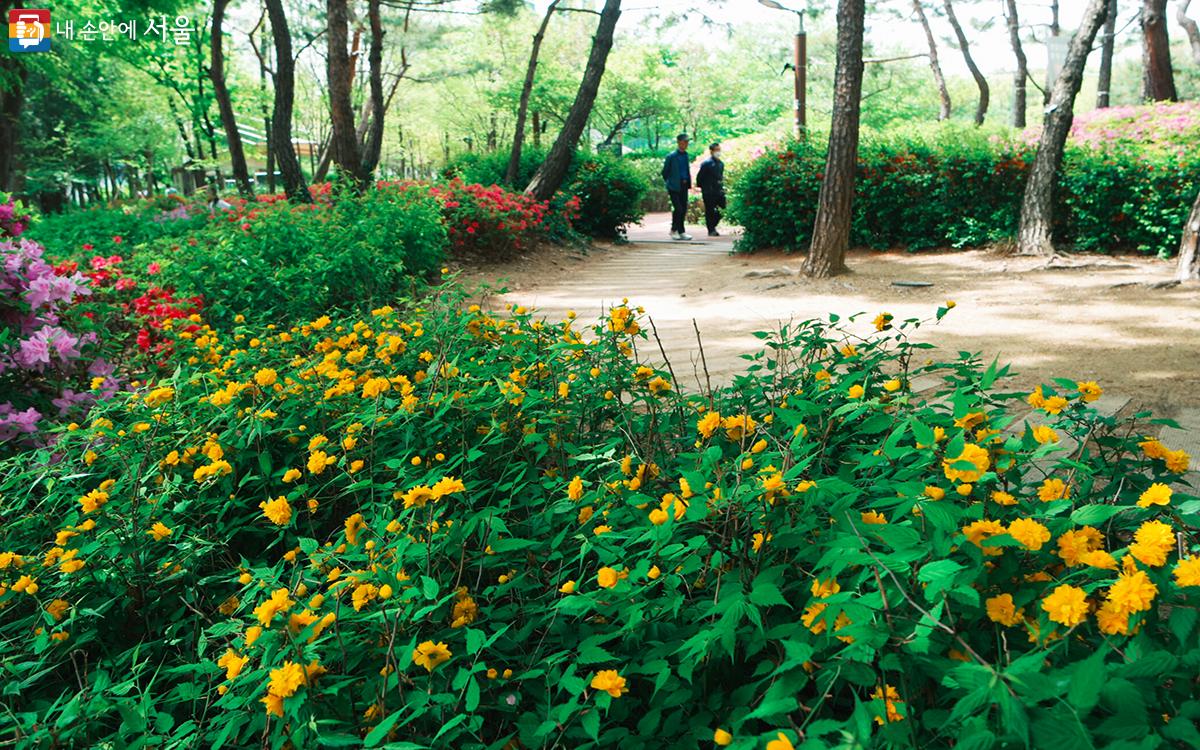 황매화를 비롯한 다양한 꽃들이 피어 있는 천호공원 ©문청야