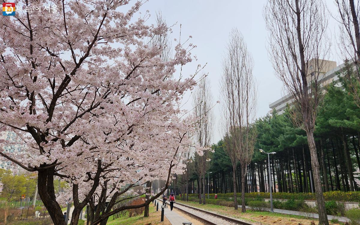 경춘철교를 지나니 경춘선숲길에는 만개한 벚꽃이 반겨준다. ⓒ김미선