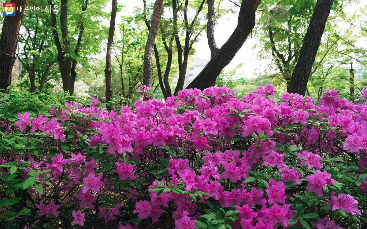 초록색 나무를 배경으로 꽃분홍 철쭉을 찍으면 더욱 화사한 색감의 사진을 얻을 수 있다. ©문청야