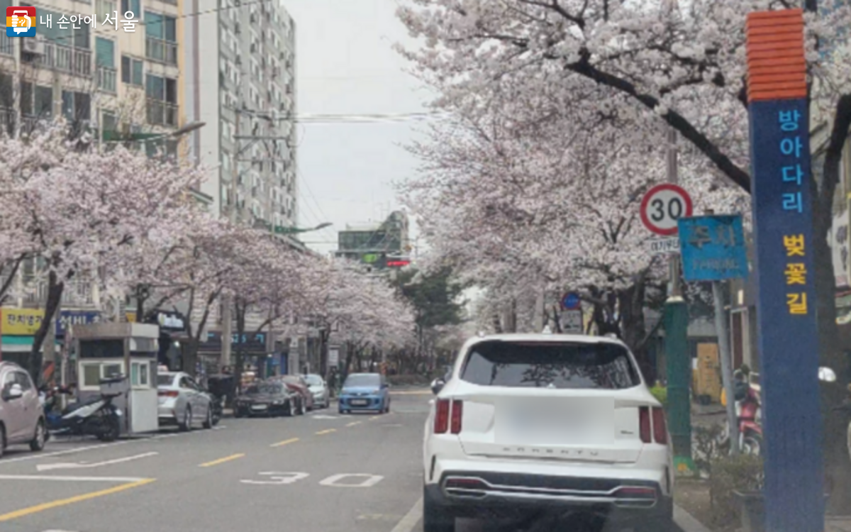 양천구 신월동에 위치한 방아다리 벚꽃길 ⓒ김주희