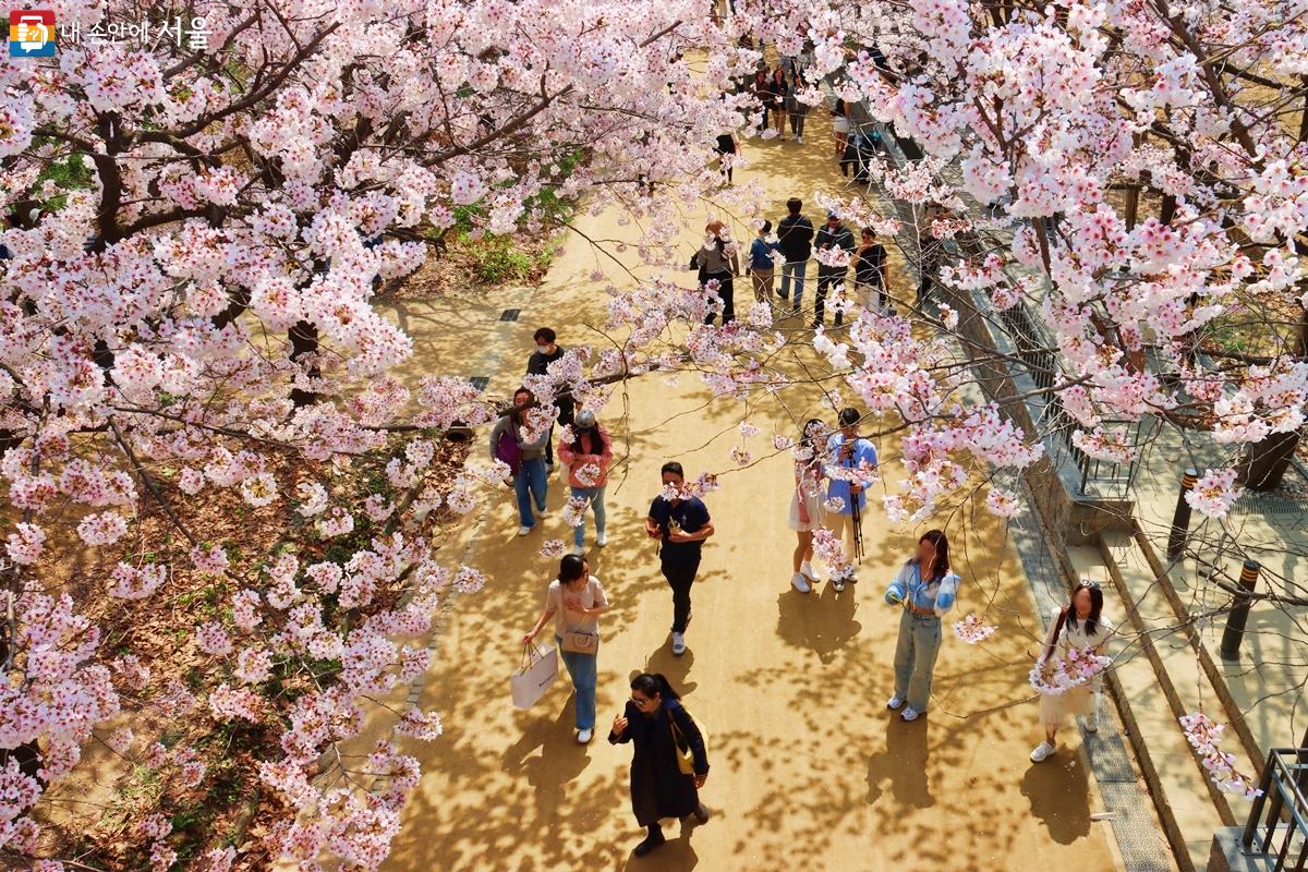 벚꽃을 즐기는 시민들로 가득하다. ⓒ정향선