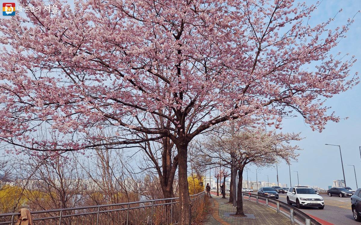 길가의 노란 개나리 사이에 분홍빛으로 물든 벚꽃나무가 피어 있다. ⓒ송지혜