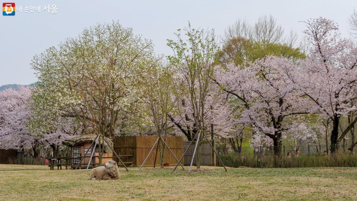 벚나무로 둘러싸인 양의 집 ©박성환