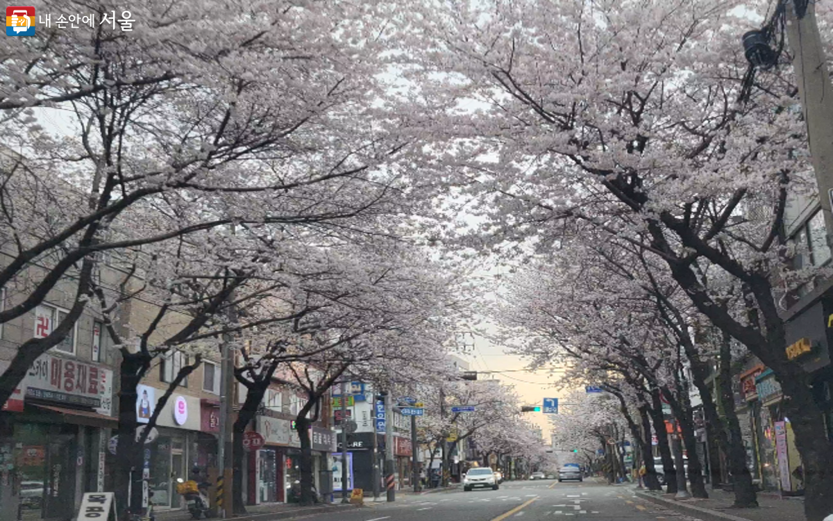 하늘과 벚꽃이 어우러지는 벚꽃 명소 ⓒ김주희