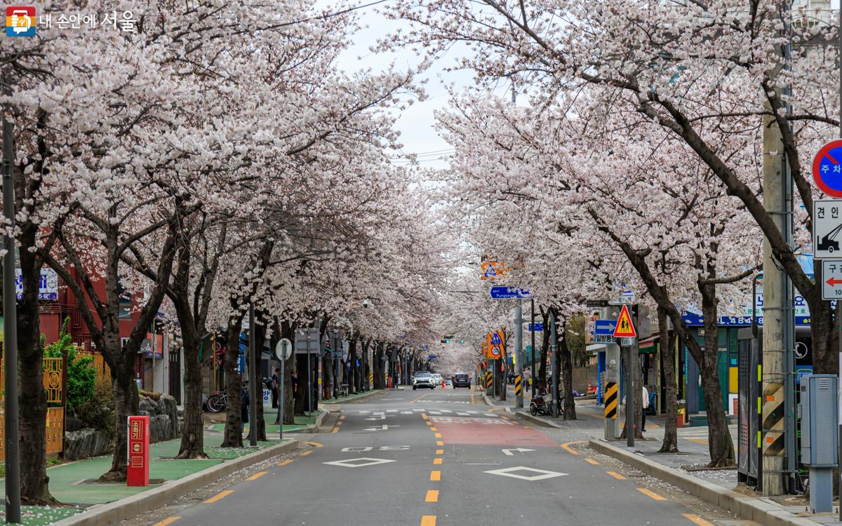 대로 양쪽에 핀 벚꽃이 아름다움을 뽐내고 있다. ⓒ유서경