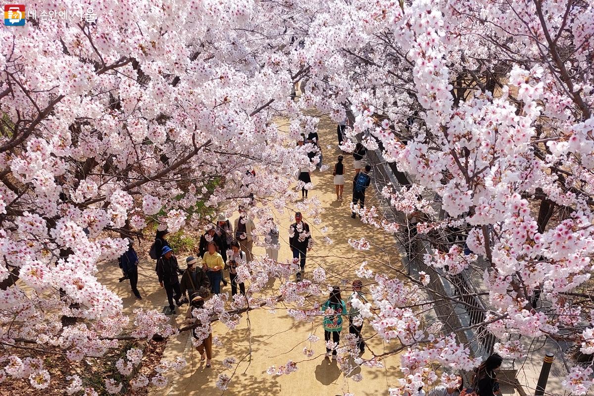봄바람에 흩날리는 벚꽃잎과 향기로운 꽃향기가 코끝을 스치는 서울숲 정원 ⓒ정향선