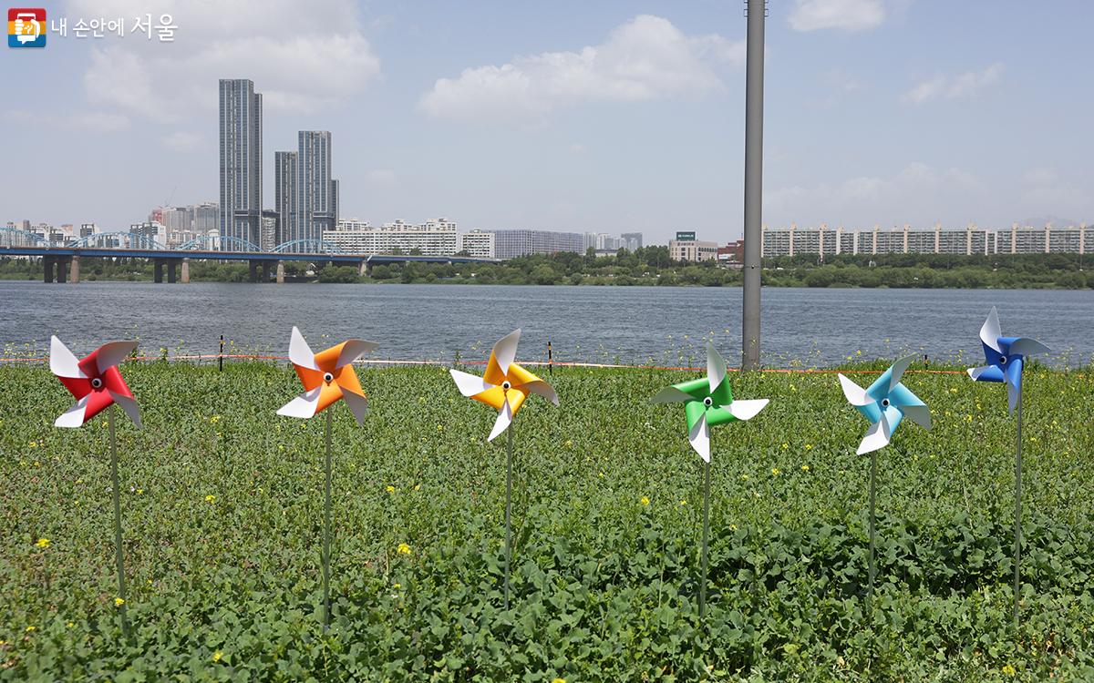 바람개비 길 따라 한강 서래섬 유채꽃 축제 '유채찬란'을 즐겨보자. ©김아름