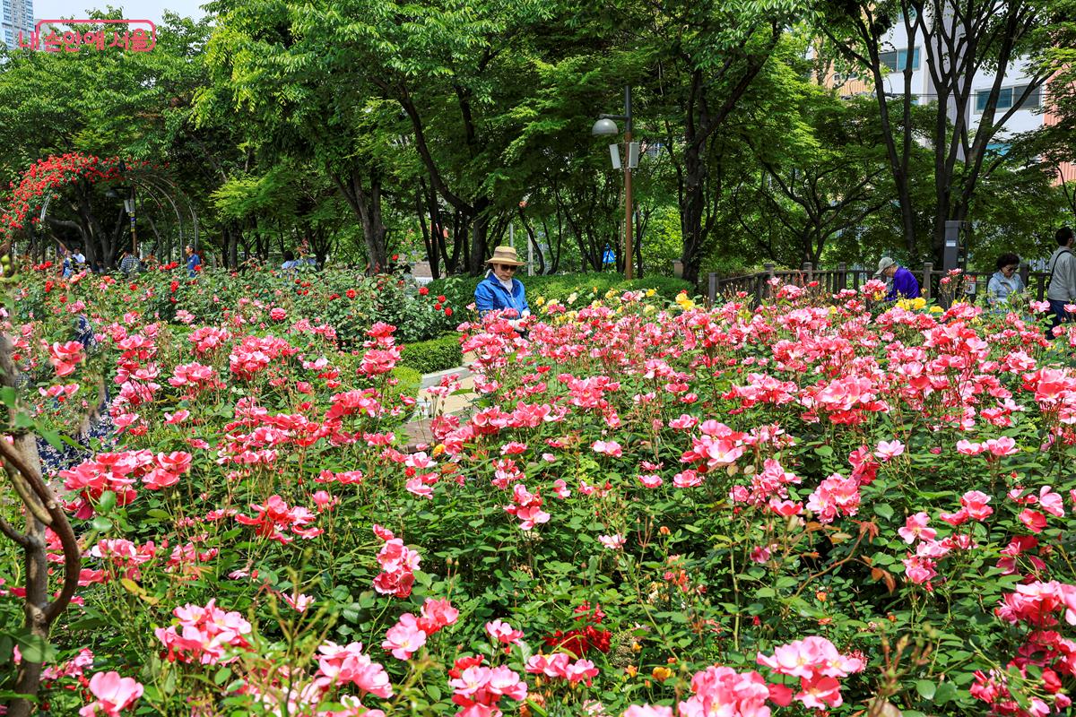 장미 꽃밭 사이에서 만개한 장미를 구경하는 시민들의 모습 ⓒ박우영