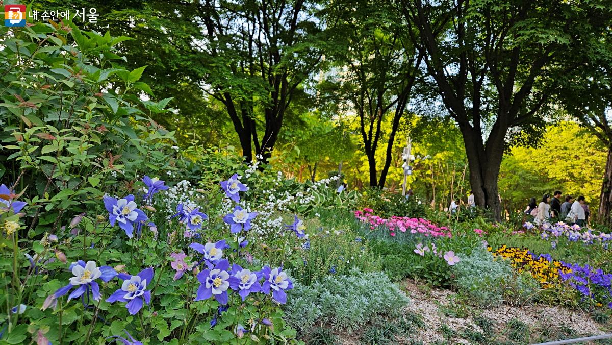 튤립은 지고 있지만 서울숲에는 매발톱꽃을 비롯한 많은 꽃들이 피어 있다. ⓒ이선미 