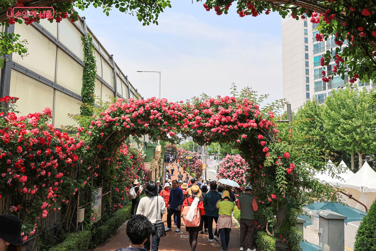 아름다운 장미꽃으로 장식된 '장미 터널'이 이어지고 있다. ⓒ박우영