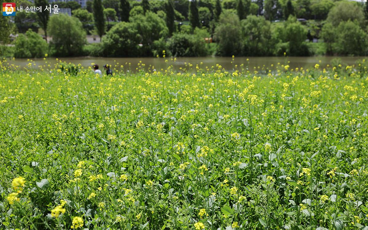 초록 풍경 속에 노란색으로 화사함을 더한 유채꽃밭 ©김아름