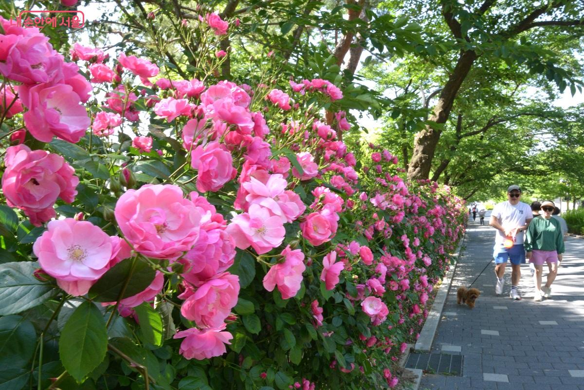 테마가든 담장 길에 분홍빛 장미가 흐드러지게 피어 있다. ©이봉덕