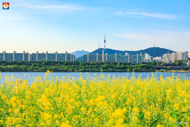 서울 도심 배경으로 끝없이 펼쳐진 노란 유채꽃밭