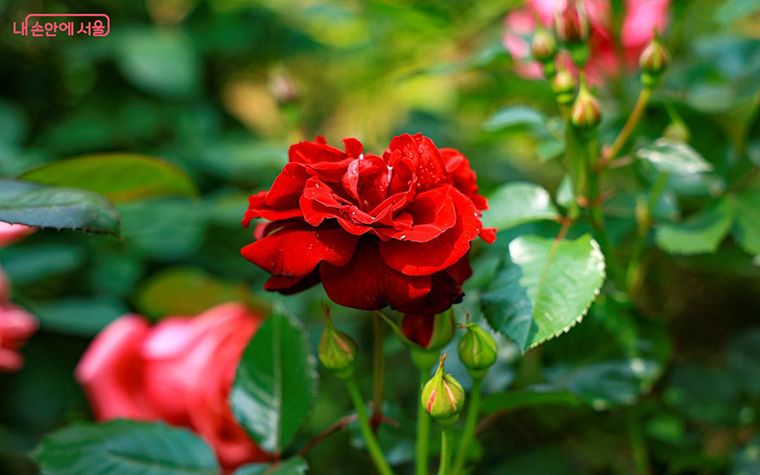 아름다운 붉은 장미 한 송이가 만개해 있다. ⓒ박우영